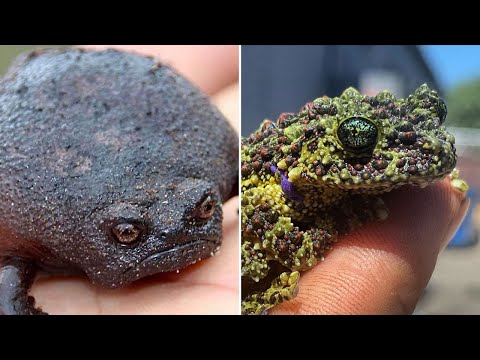 Видео: ▽ Самые удивительные лягушки