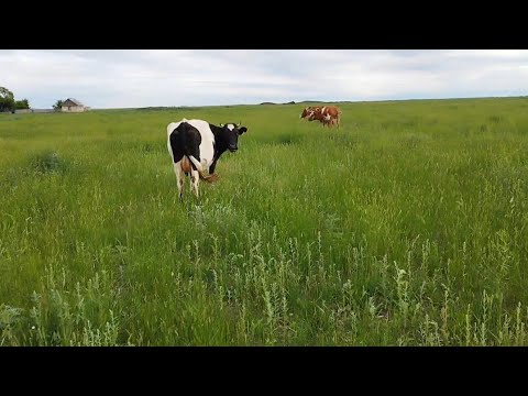 Видео: Ауылдан үй және 3 сиыр сатып алынды.2- бөлім.