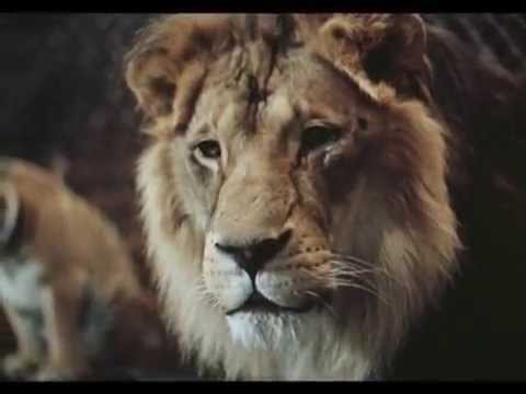 Видео: ВЛАДИМИР ШЕВЧЕНКО. АТТРАКЦИОН МУЖЕСТВА (авторская версия на русском языке)