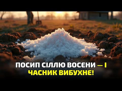 Видео: Посип грядку сіллю восени — і весною не впізнаєш свій часник! Старий секрет дідів!