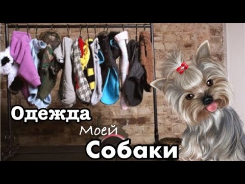 Видео: Обзор одежды моей собаки