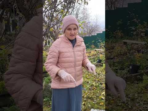 Видео: Какие выбрать саженцы?