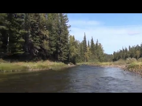 Видео: Рыбалка на Рыбу Хариус 3 Рыбы Сразу Заход 7 Рыба Алтайская Балда Спиннинг Блесна Обманка Таймень
