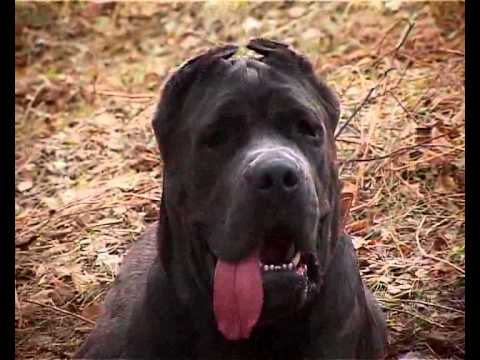 Видео: Соседи по планете