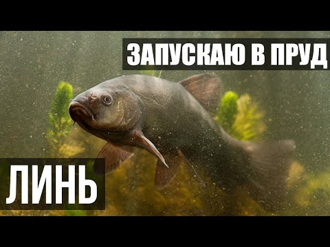 Видео: ЛИНЬ. Запускаю Линя в пруд. Почему Линь полезен? Надеюсь будет классная рыбалка и рыба к столу.