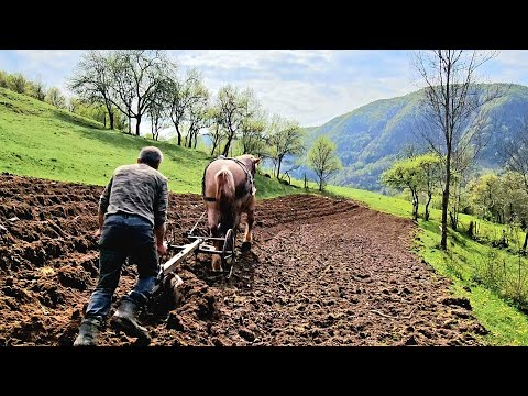 Видео: Сельская жизнь в Трансильвании: как выращивать картофель традиционным способом в горной деревне
