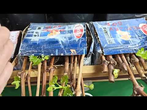 Видео: укоренение винограда варианты