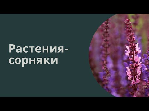 Видео: Вебинар 09  -  Cорняки