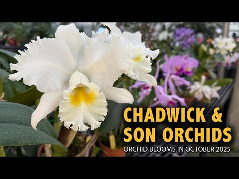Видео: Экскурсия по питомнику орхидей Chadwick & Son в октябре 2025 г. | Огромные каттлеи цветут в тепли...