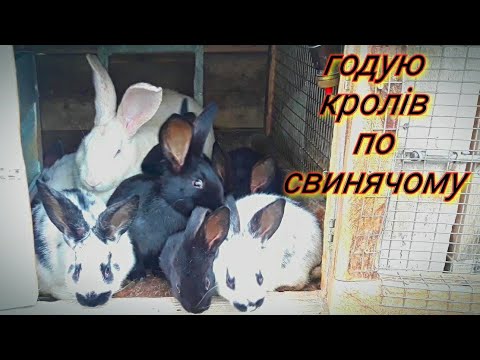 Видео: Годівля//Вакцинація//Утримання кроликів