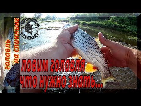 Видео: Ловля голавля на воблеры. Что нужно знать...