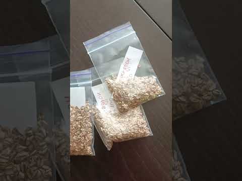 Видео: Дневник секвой: май 2023. Секвойядендроны и их семена