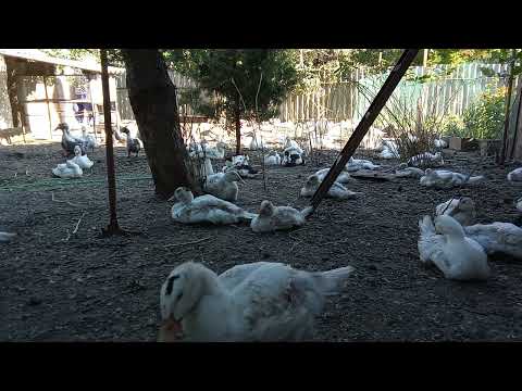 Видео: Утиный вечерок v2.2