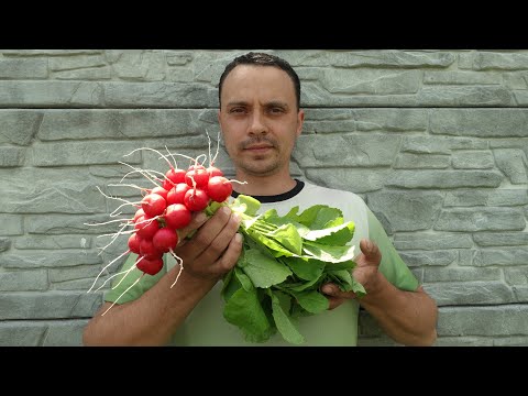 Видео: КАК ВЫРАСТИТЬ ВКУСНЫЙ, СЛАДКИЙ, РАННИЙ РЕДИС ЗА 22 ДНЯ