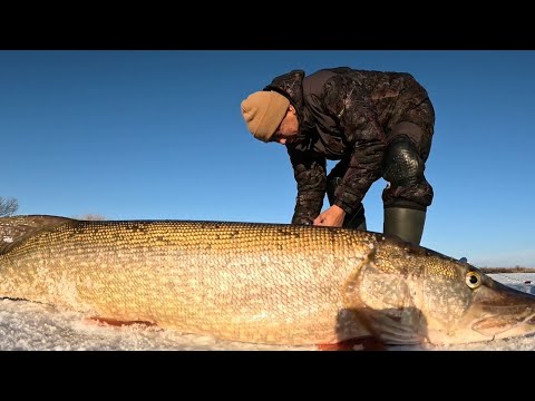 Видео: Первый лёд 2024 2025 просто море рыбы...