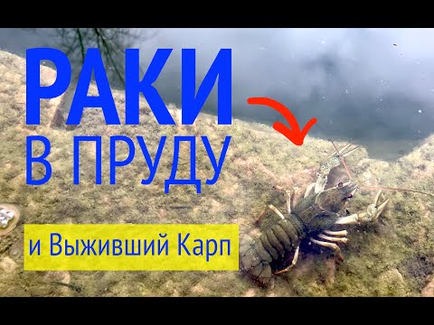 Видео: РАКи в Пруду Возле Дома и Выживший Карп Кои!