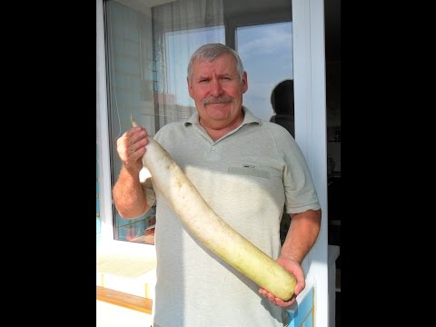 Видео: Как я выращиваю дайкон