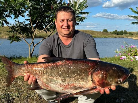 Видео: Ловля толстолоба и карпа в сентябре 2023, более суток один на красивом водоеме. Впоймал 20 кг рыбы.