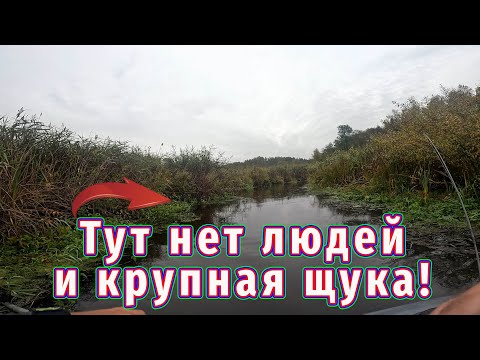 Видео: Рыбу можно поймать Где НЕТ ЛЮДЕЙ! Рыбалка Без эхолота.