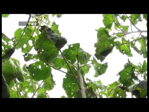 Видео: Зелено бъдеще: Пауловния, Епизод 2 Част 3