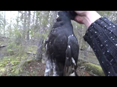 Видео: 🏕 Охота на тетерева,на рябчика+мое мнение о ружье CZ mallard.