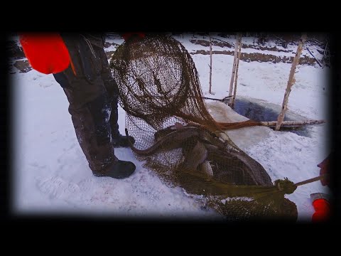 Видео: УСТАНОВКА РЕЧНОГО ФИТЕЛЯ (СТАВКА)