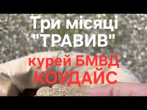 Видео: БМВД КОУДАЙС для Курей. + і -.