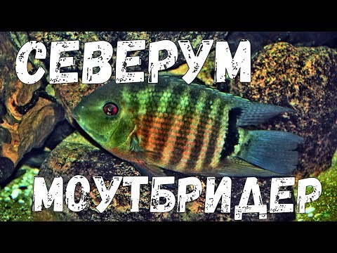 Видео: Цихлазомы северум / Северум моутбридер / Северум краснобрюхий / Cichlasoma severum