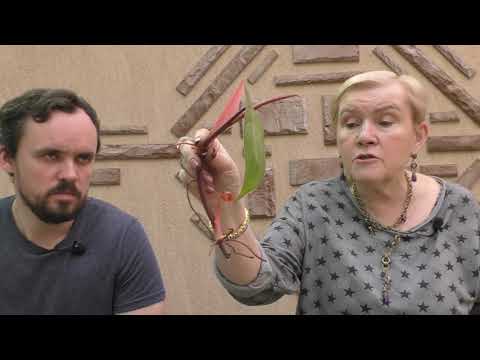 Видео: Весна-пора размножения растений.