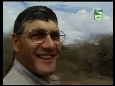 Видео: Стив Ирвин: Охотник за крокодилами. Они ведь снимают крокодилов, да?