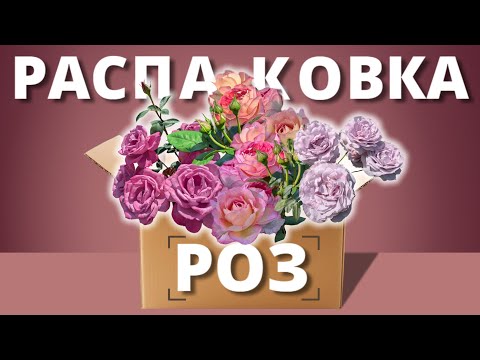 Видео: РАСПАКОВКА - РОЗА КУБАНЬ, И МЕРИРОЗЕС. Резать, не резать? Мочить, не мочить?