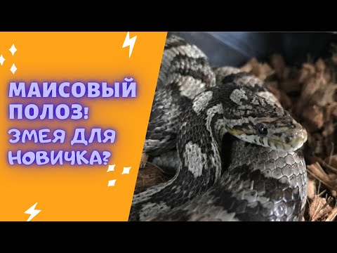 Видео: Маисовый полоз. Змея для новичка?