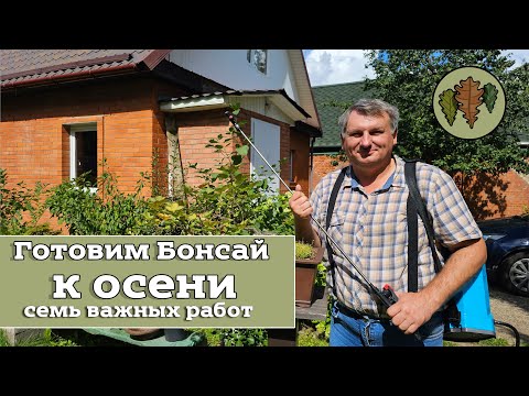 Видео: Готовим бонсай к осени: семь важных работ в августе @Studio.Bonsai