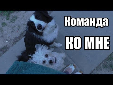 Видео: Как научить собаку команде "КО МНЕ" - Дрессировка собак - Понять собаку