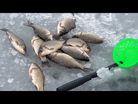 Видео: КАРАСЬ РВЁТ СНАСТИ!!! ПОСЛЕДНИЙ ЛЁД или ЛОВЛЯ КАРАСЯ с ПОПЛАВОЧНОЙ СНАСТЬЮ