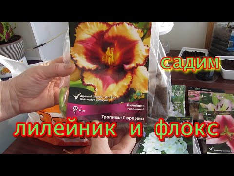 Видео: купили #лилейник и #флокс #посадка.