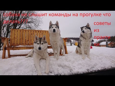 Видео: Пару советов если собака не слушается на прогулке и не реагирует на команды