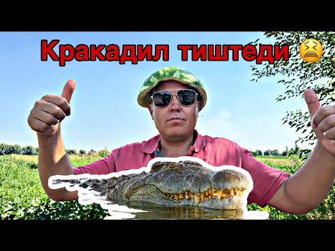 Видео: Рустам-Дарбызды бап кылды базарга