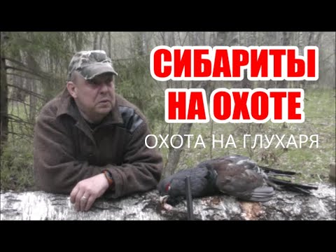 Видео: СИБАРИТЫ на ОХОТЕ. Охота на глухаря.