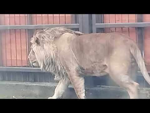 Видео: Лев Шерхан радуется, что у него в вольере собралось много  ответственных гостей. МинЗоо 28 октября