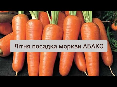 Видео: Посадка моркви АБАКО у липні 2023. Спосіб посіву. Обробка грунтовим гербіцидом