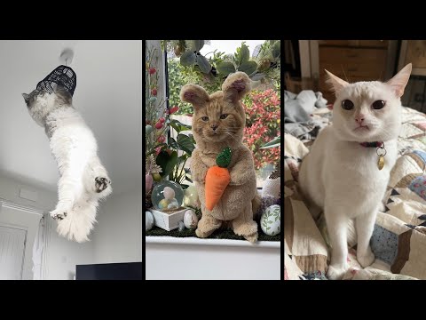 Видео: Funny and cute CATS 🐱Videos🔶 Сompilation # 35🔶