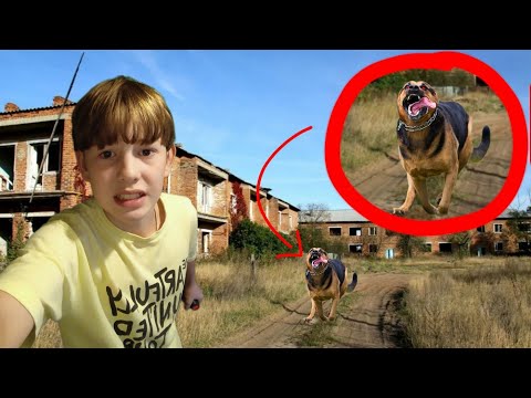 Видео: На меня напала собака и...