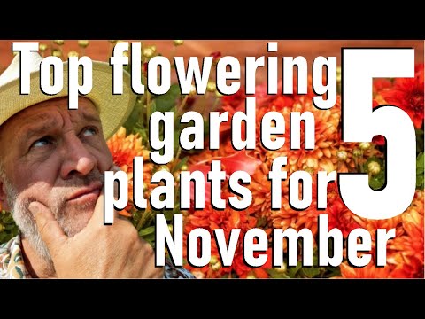 Видео: Пять лучших цветущих растений ноября