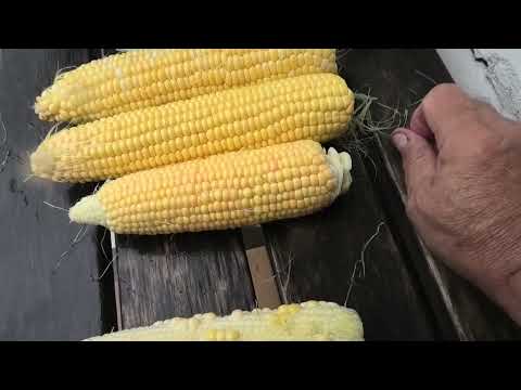 Видео: Обзор моих четырех сортов кукурузы на 16 августа 2023 года
