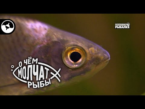 Видео: Крупная плотва | О чем молчат рыбы