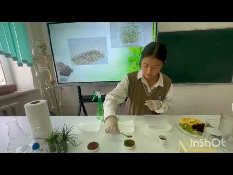 Видео: Мен зерттеушімін! Микрожасылдарды өсіру әдістері. 