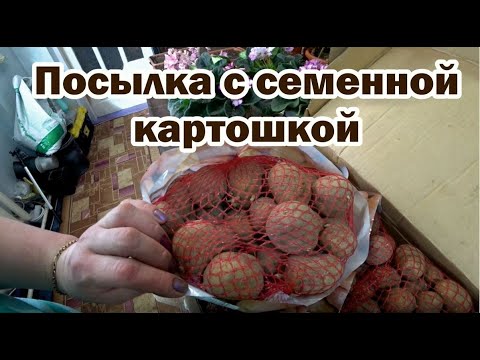 Видео: Обзор посадочного материала картофеля от агроцентра "Коренево"