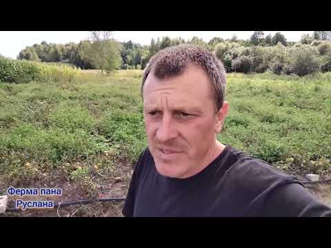 Видео: Огляд наших помідорів 🍅 кавунів 🍉 баклажанів 🍆 та як вони себе почувають в холодну погоду.