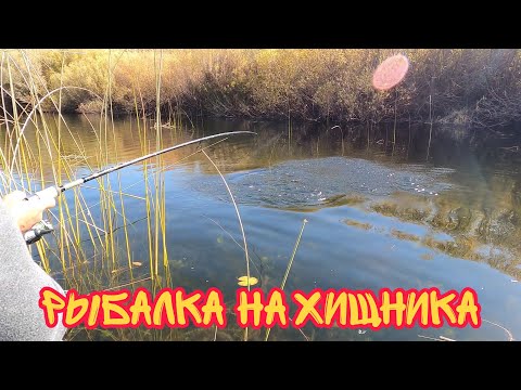 Видео: Кара тургай. Рыбалка на хищника